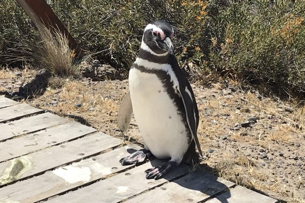 Penguin Colony