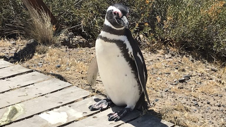 Penguin Colony